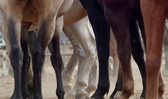Horseriding and archery camp