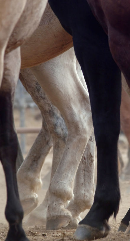 Horse Legs
