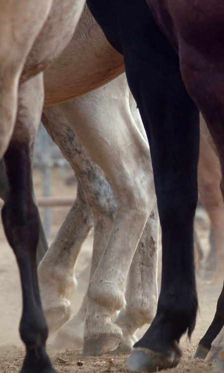 Horse Legs