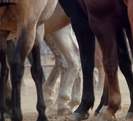 Horse Legs