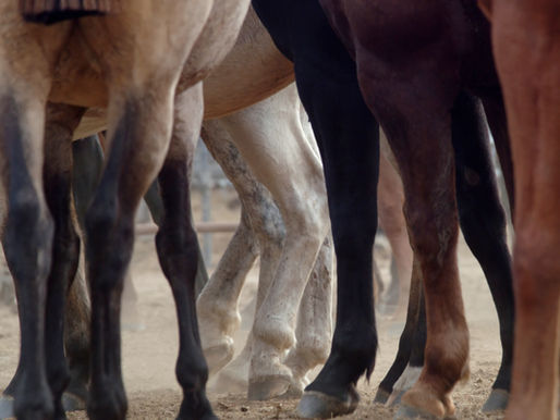 The Barefoot Endurance Horse | Part One