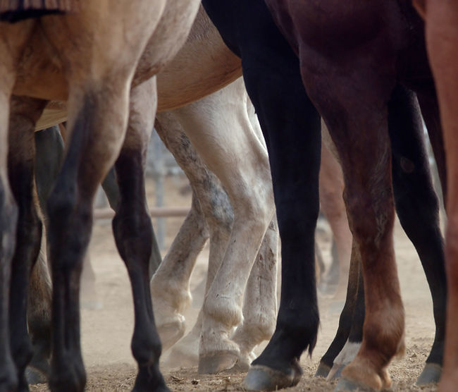 Horse Legs