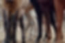 Horse Legs