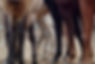 Horse Legs