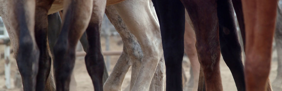 yoga for horse and rider