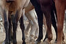 Horse Legs