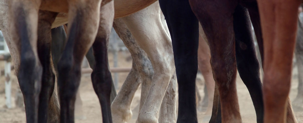 Horse Legs