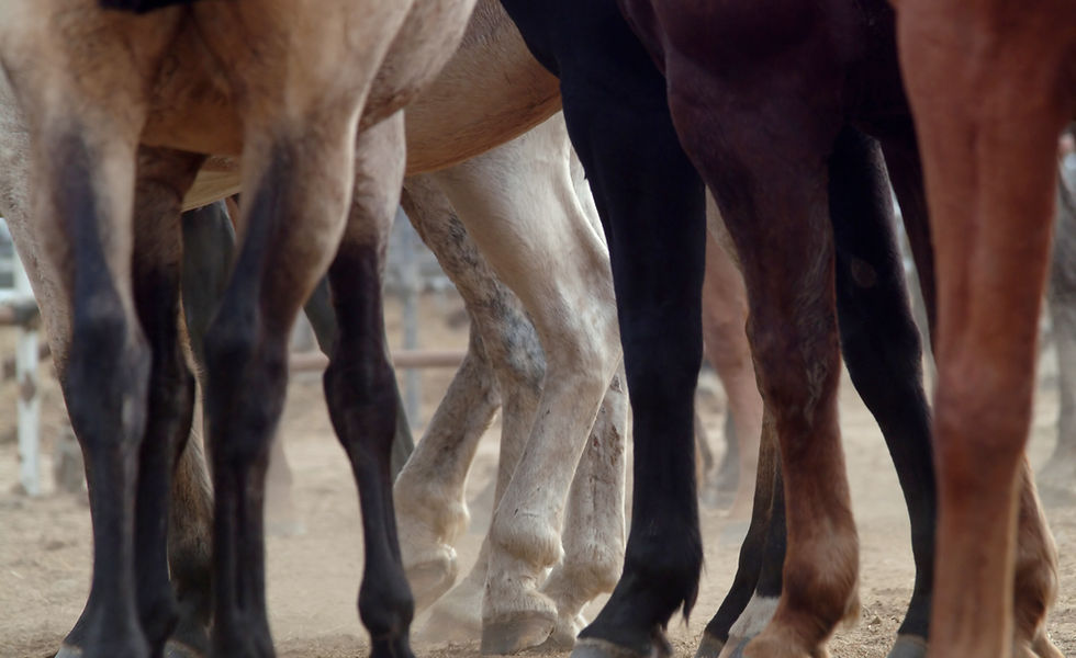 Horse Legs