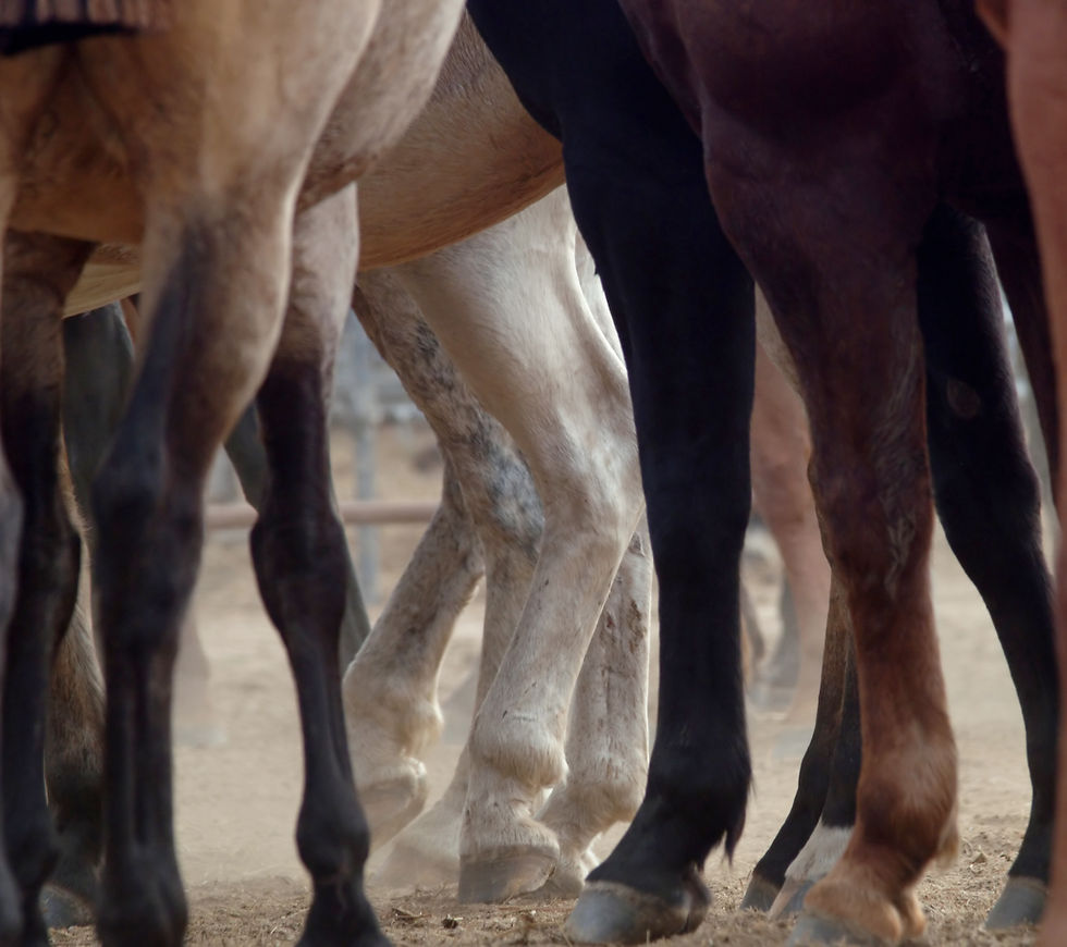 Horse Legs