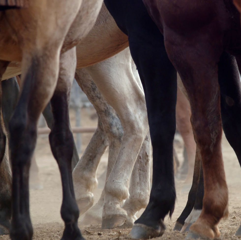 Horse Legs
