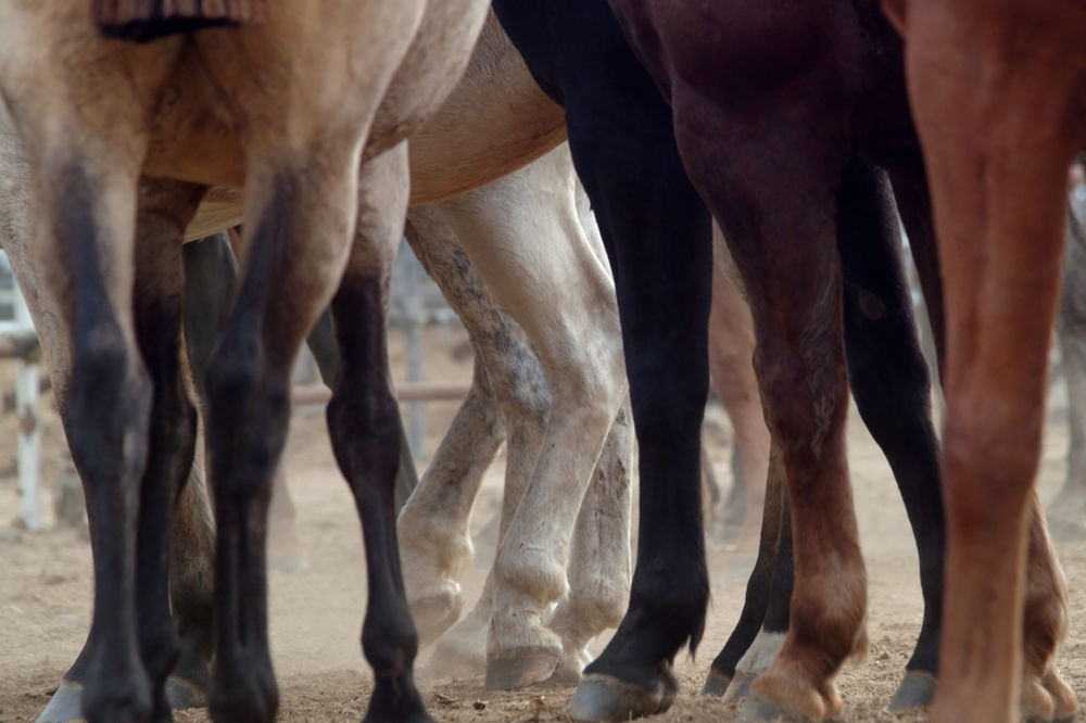 Common Infections of the Horses Hoof