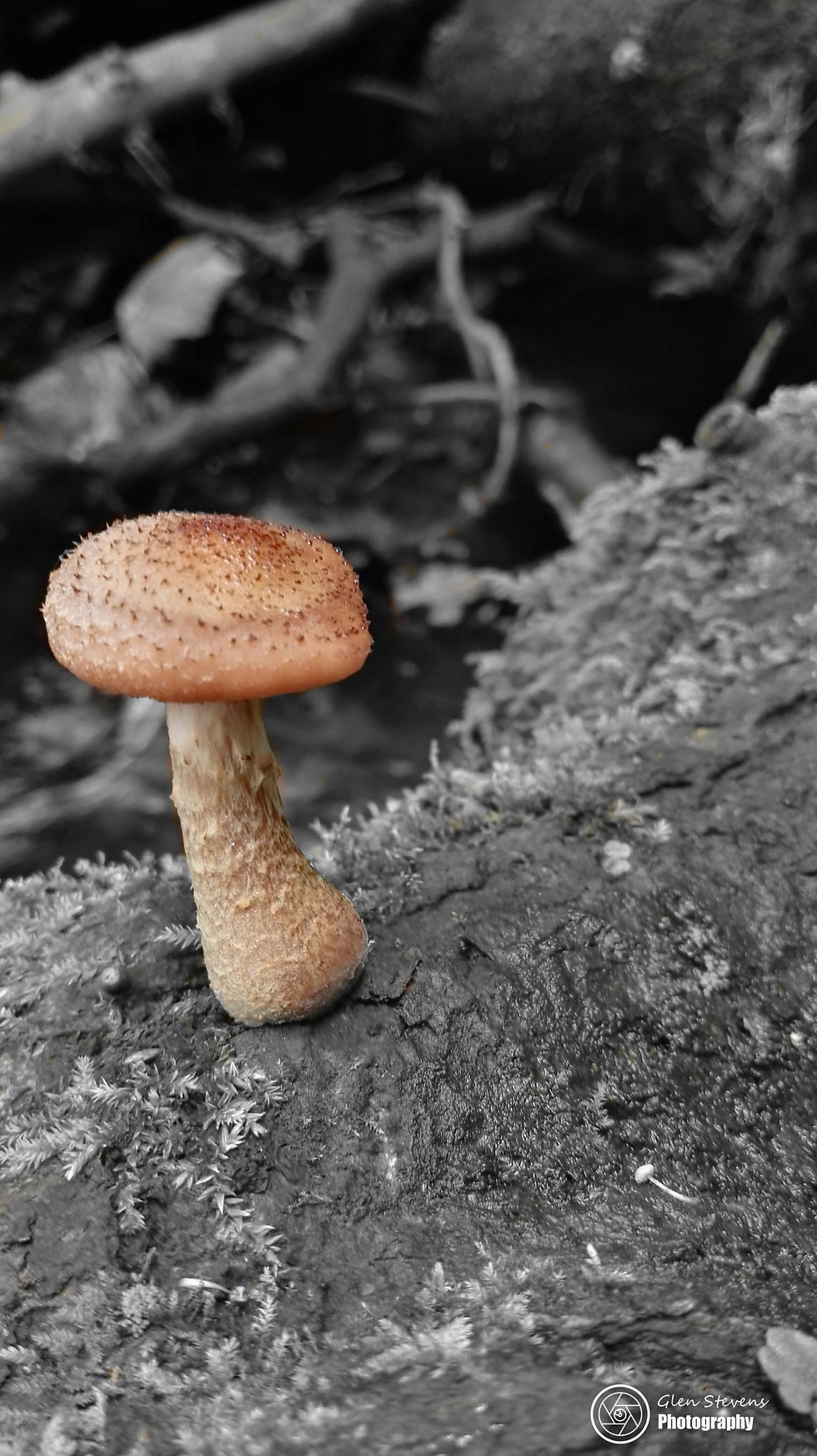mushroom