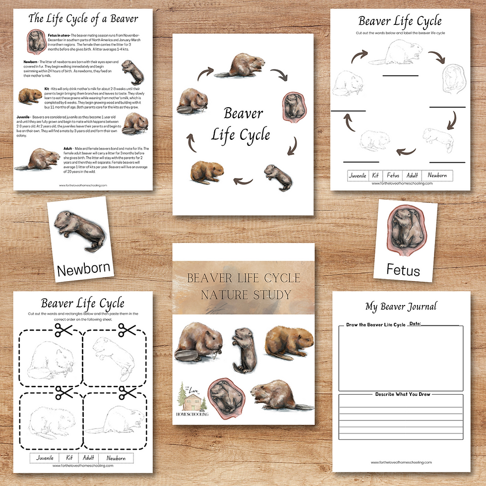Daughters Of The American Revolution Beaver Life Magazine
