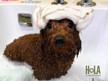 為什麼寵物需要出外美容呢？