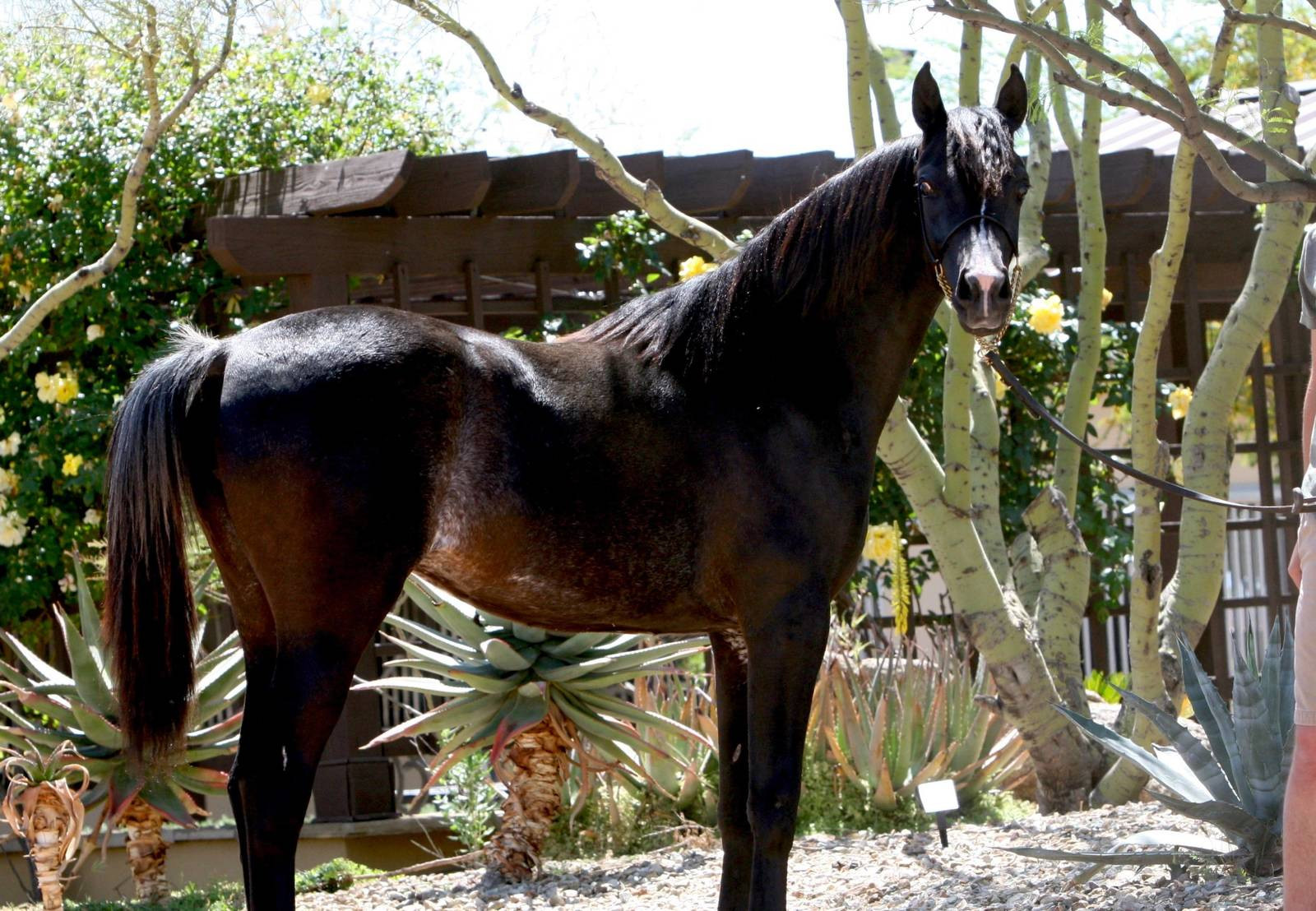 AZPIN VELVET -COOLED SEMEN