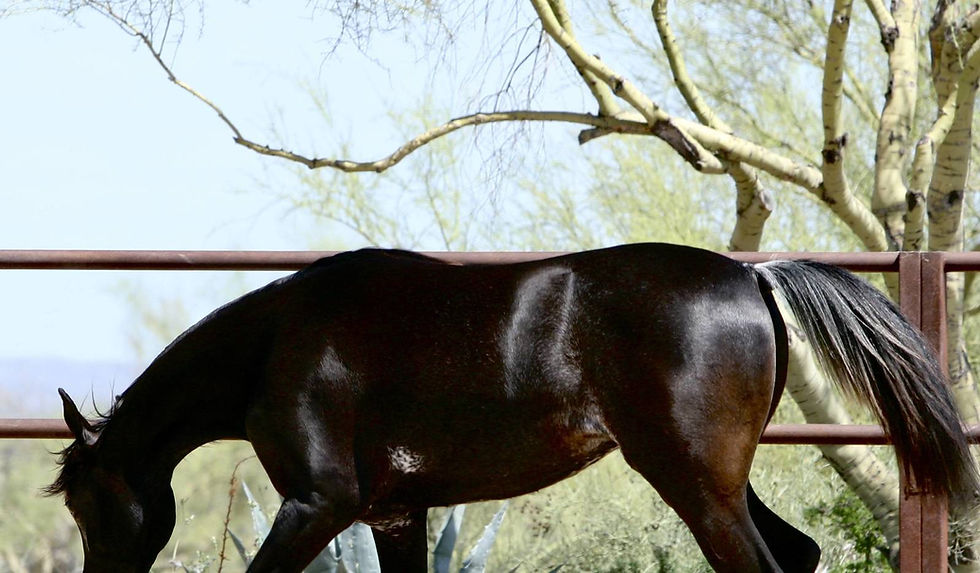 Thumbnail: AZPIN VELVET -COOLED SEMEN