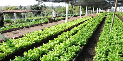 Cursos Sobre Horta