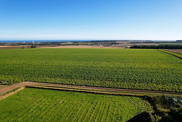 View from the CL site at High Easton Farm.