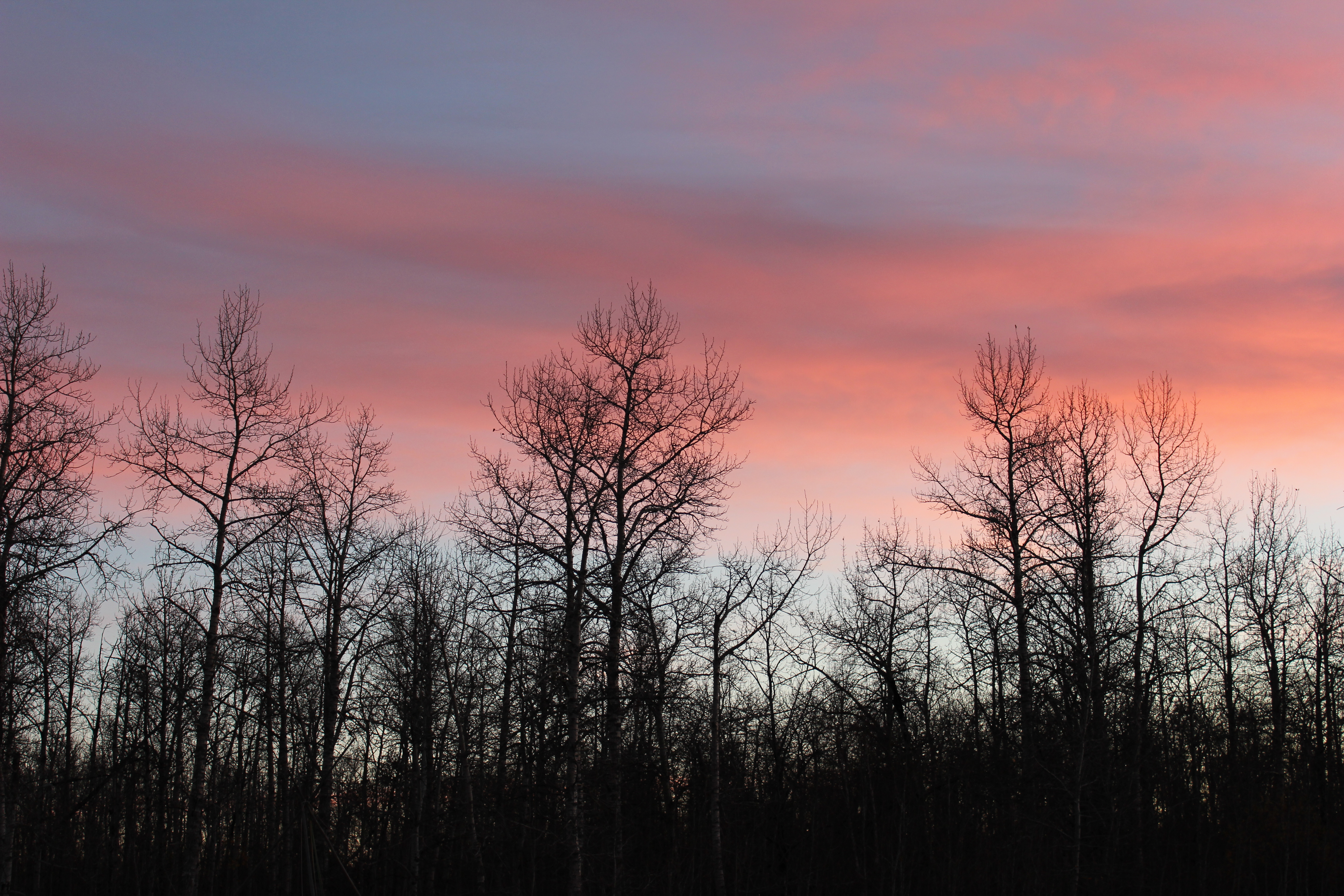 sunrise and trees