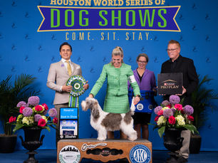 Hemi crushes Dallas, San Antonio and Houston shows winning a Best In Show, 2 Reserve Best In Shows, and 6 Group Firsts!