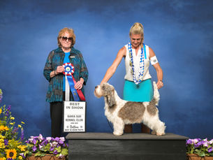 Hemi has a fantastic weekend in Southern California winning 3 Group Firsts and a Best In Show!