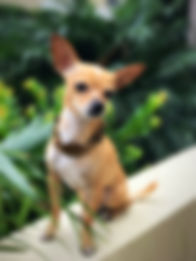 Hiro Brownstone Pic_edited.jpg