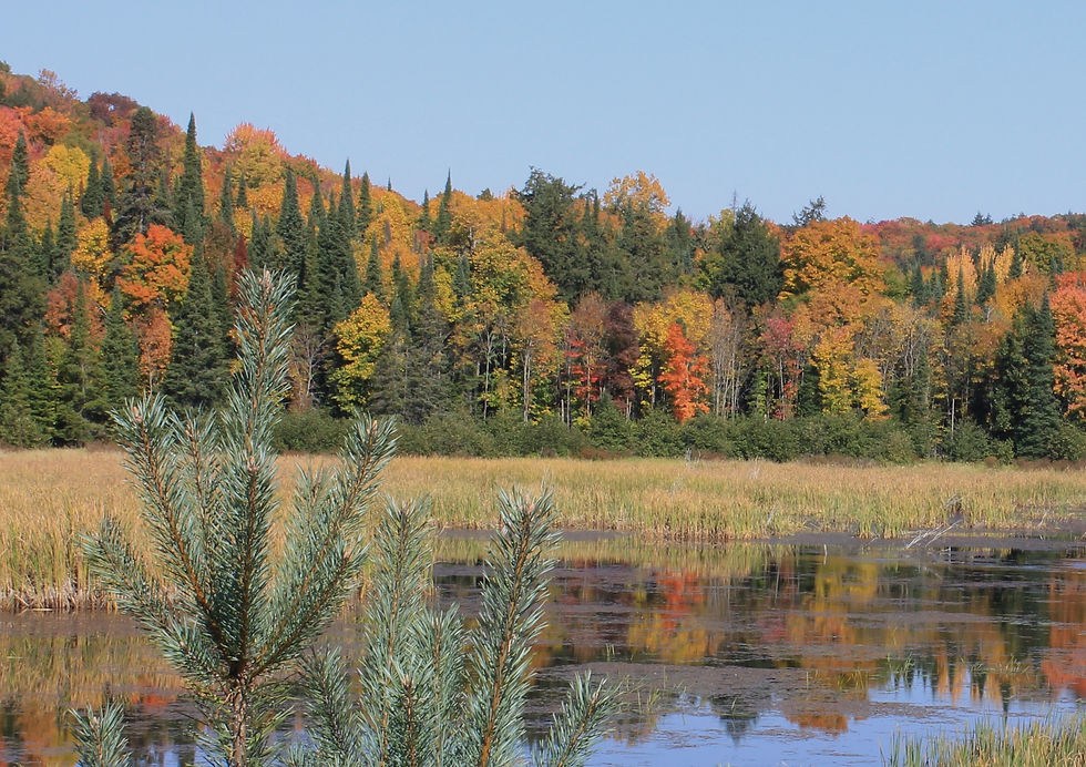 Muskoka Colours