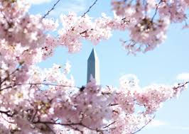 Cherry Blossom - D.C. Express Red-Eye
