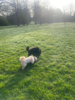 95d6ece951496365f9b7410e0e932c95