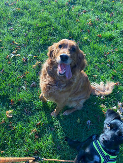 18c97ecf94183a285089e2c0d4980847