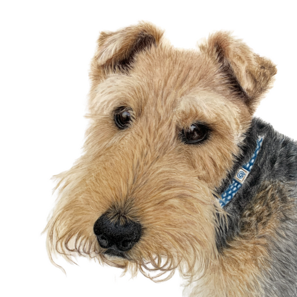 Pencil drawing of a Welsh Terrier