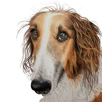 Lola Borzoi_edited.jpg