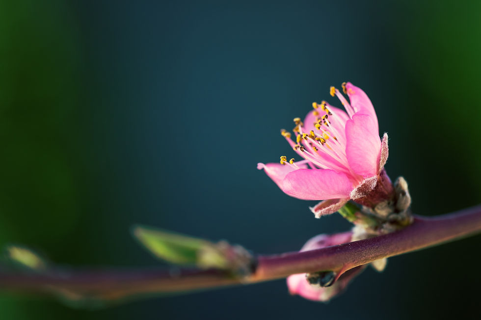 fleurs_cerisier.jpg
