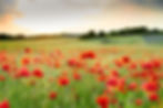 Fotolia_141123860_M.jpg