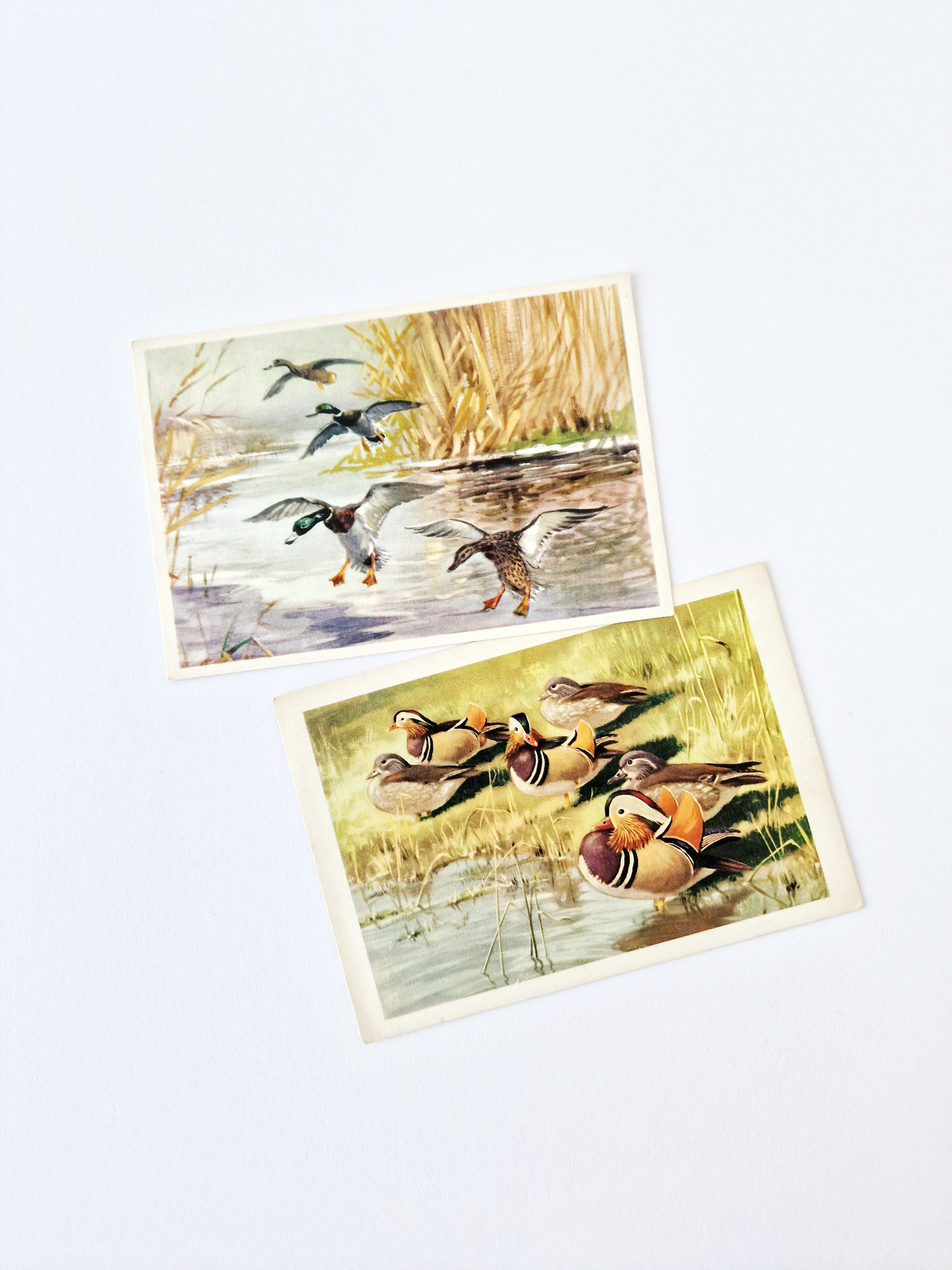 Cartes postales de canards vintage