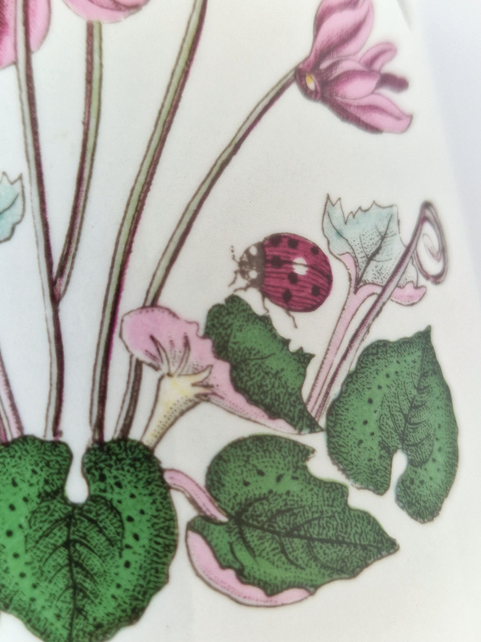 Miniature : Bocal conservation "The Botanic Garden" Portmeirion