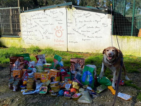 Para ajudar um gato e um cão é só encontrar uma moeda escura no chão