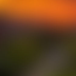 //SCHOOL// Auburn University