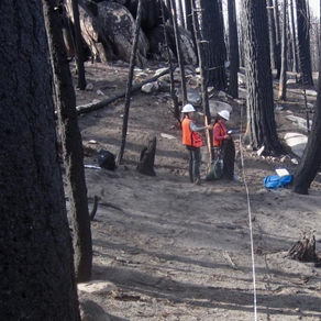 Dead Trees Fuel Wildfire Severity in Sierra Nevada
