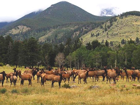 Living Stress Free: A Lesson from Nature