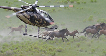 Helicopter close to horses during roundup in Amelia's article on laptop