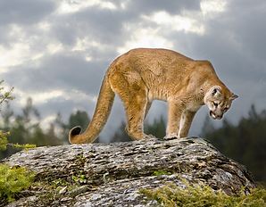 Activity 6 Mountain lion