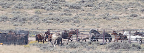 Colorado Sand Wash Basin horses trapped
