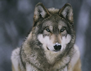 Activity 6 Wolf