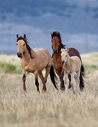 Wild Horses Three from AWHC