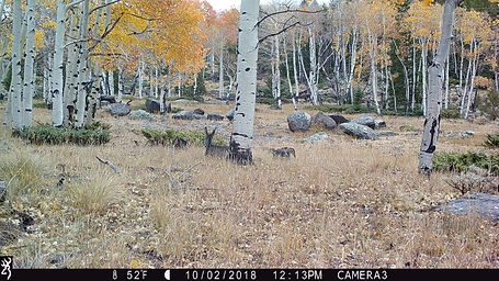 Pando Aspen Forest before cattle graze