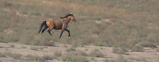 OR Sand Springs Photo