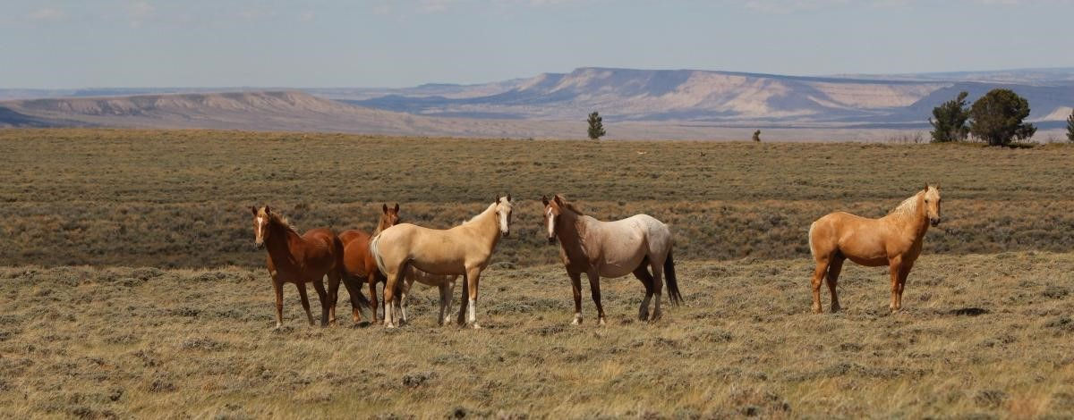 Activity 2 Herd Management Areas