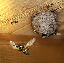 hidden dangerous wasp nest in a building.jpg