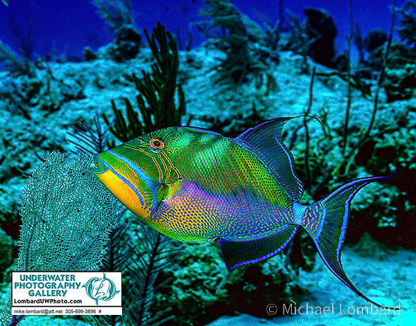 Atlantic Ocean Underwater Pictures: Marine Life and Hidden Beauty Beneath the Surface